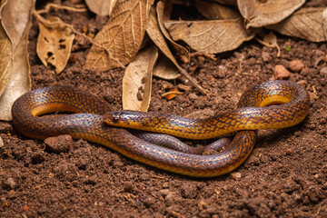 wild life photography