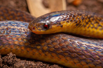 wild life photography