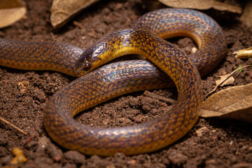 Obraz premium wild life photography