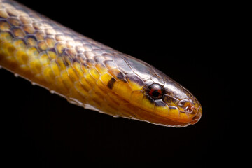 wild life photography