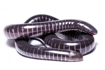 wild life photography