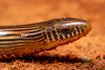 wild life photography