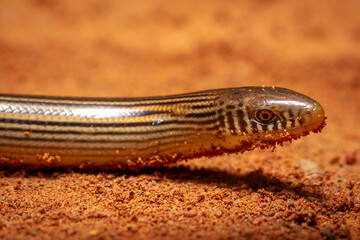 wild life photography