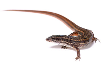 wild life photography