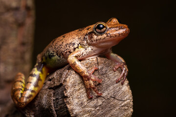 wild life photography