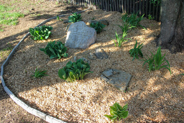Hosta in mulch flower bed