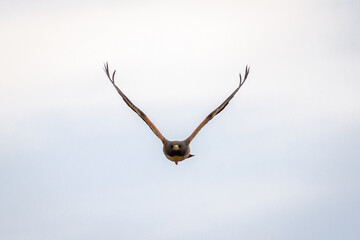 wild life photography