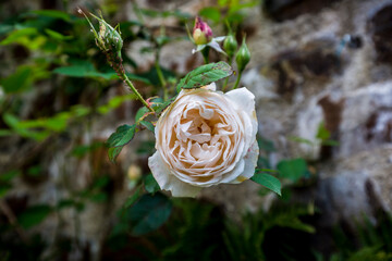 A single Pastel Pink Portland Rose against a stone wall