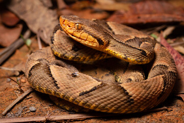 wild life photography