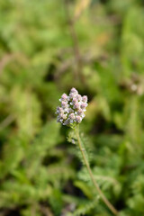 Common Yarrow