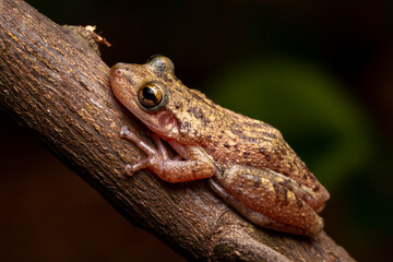 wild life photography
