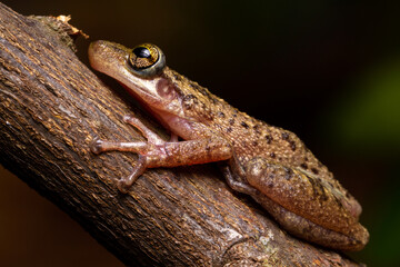 wild life photography