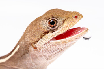 wild life photography