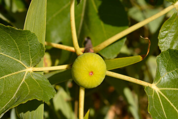 Common fig