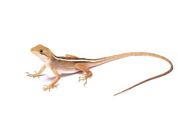 Fototapeta premium wild life photography