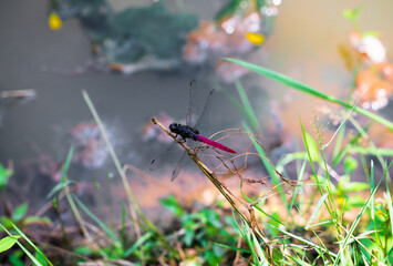 Orthetrum pruinosum Dragonfly