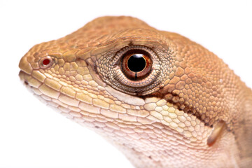 wild life photography