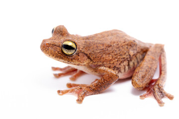 Fototapeta premium wild life photography