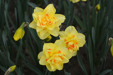 Obraz premium Daffodil Tahiti