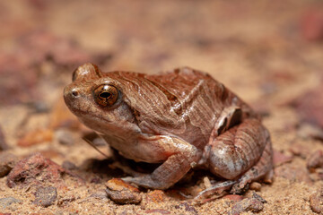 wild life photography