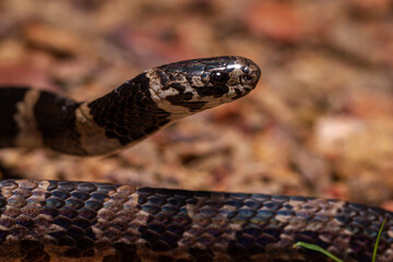 wild life photography