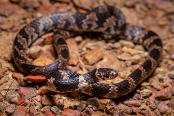 wild life photography