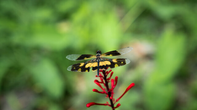 Yellow & Black Dragonfly Closeup 3