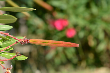 Common oleander