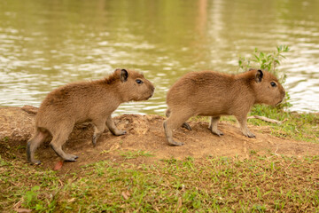 wild life photography