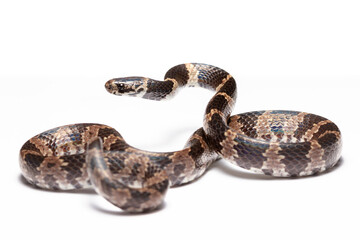 wild life photography