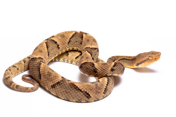 wild life photography