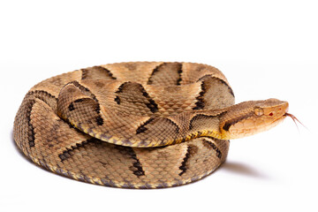 wild life photography