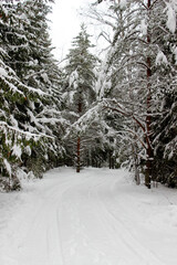 frozen winter landscape snowy forest christmas tree
