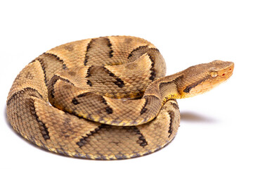 wild life photography