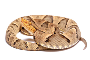 wild life photography