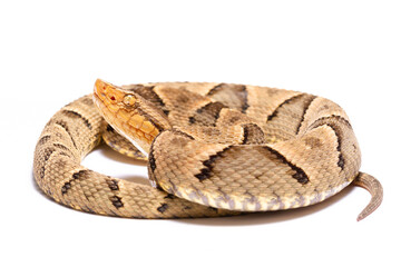 Fototapeta premium wild life photography