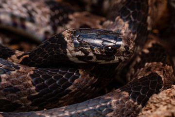 wild life photography