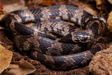 wild life photography