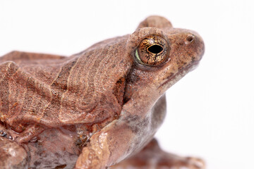 wild life photography