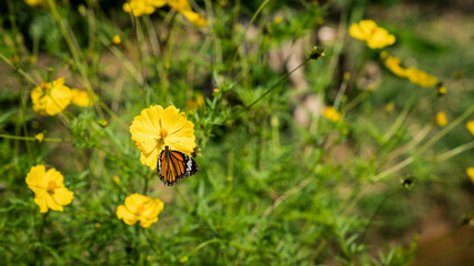 The common tiger butterfly open winged