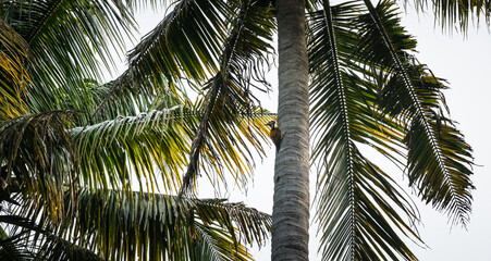 Obraz premium Golden backed woodpecker