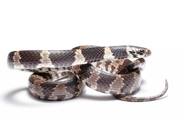 wild life photography