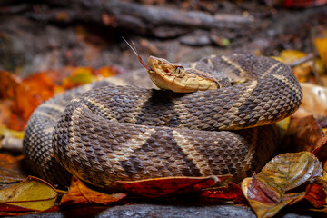 lance head snake close up