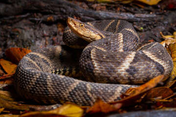 lance head snake close up