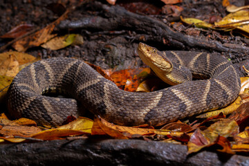 lance head snake close up