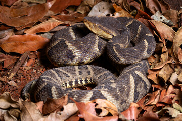 lance head snake close up