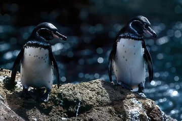 Foto op Canvas Galapagos penguin © Ipman65