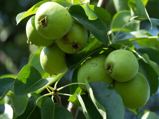 A lot of beautiful pears on a branch, close-up. Fruit on a branch.