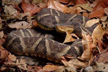 lance head snake close up