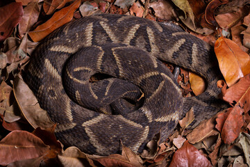 lance head snake close up